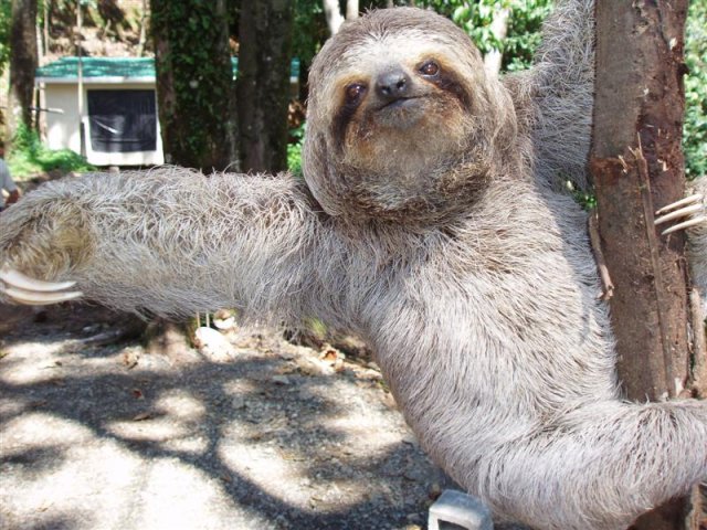 Exotic wildlife including sloths, toucans, humming birds, and Iguanas